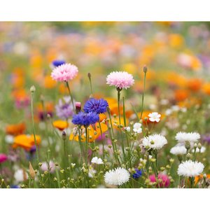 A5 wildflower seed paper sheet