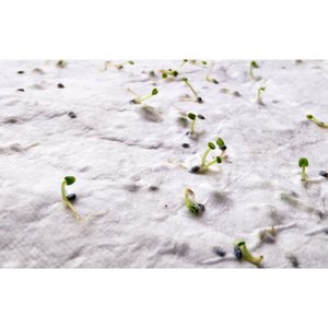 A6 wildflower seed paper sheet